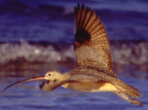 Curlew photo courtesy of Jimmy Jackson