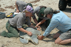 Nesting Turtle