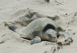 Kemp's Ridley Sea Turtle on the Padre Island National Seashore