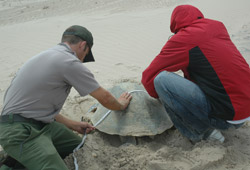 Kemp's Ridley Sea Turtle on the Padre Island National Seashore
