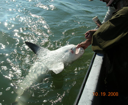 West Mati Shark
