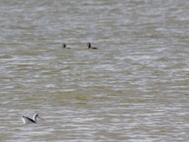 Surf Scoters in Mansfield Channel