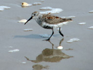 Dunlin on Padre Island while Birding in South Texas