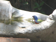 Painted Bunting in Corpus Christi while Birding in South Texas