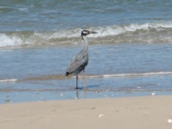 Yellow-crowned Night Heron while Padre Island Birding in South Texas