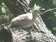 Eurasian-collared dove Birding or Bird Watching in Corpus Christi South Texas