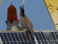 Brown Booby Birding or Birdwatching in Corpus Christi South Texas