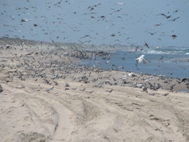 Huge Flock of Birds on Padre Island
