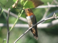 Male rufous hummingbird in Corpus Christi