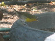 Yellow-Breasted Chat in Corpus Christi