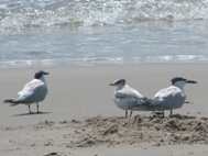 Two adult Sandwich Terns with their chick.  The chick is the bird in the middle.