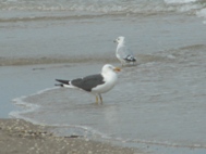 Adult Lesser Blackbacked Gull seen on PINS on 9/20 and 9/21.  Not seen since