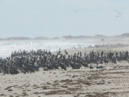 Brown Pelicans on Padre Island