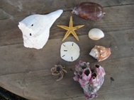 Padre Island Shells
