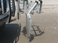 Pompano and Redfish on Padre Island National Seashore