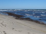 Sargassum
