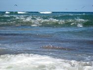 Skipjack Feeding Frenzy