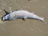 Tarpon falling victim to Red Tide
