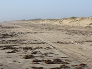 Red Tide Photos