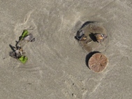 Red Tide Photos