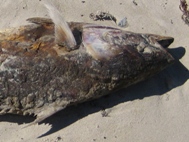 Red Tide Photos