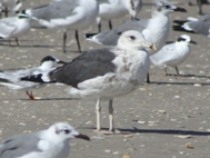 Lesser Black Backed Gull